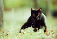 кошка, черная, трава