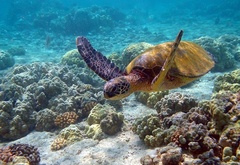 черепаха, море, кораллы