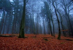 лес, туман, листья