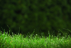 трава, зеленый, капли