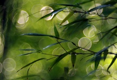 Листья плакучей ивы