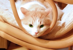 кот с зелеными глазами