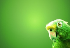 а-а и зеленый попугай...