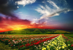 цветы в поле на закате дня