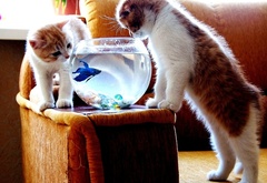 котята и рыба