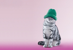 кот в зеленой шапке