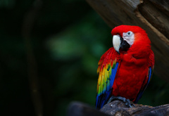красный попугай