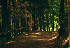 дорога в лесу