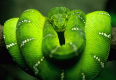зеленый,hd,змея,опасность