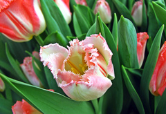 тюльпан,красиво,весна