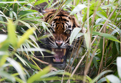 злой тигр в кустах