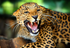 Леопард злится