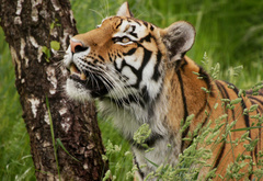тигр у дерева